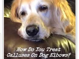 Whether it's everyday shedding or seasonal shedding, this type of hair loss should be uniform across your pet's body. How To Treat And Prevent Calluses On Dog Elbows That Can Bleed Pethelpful