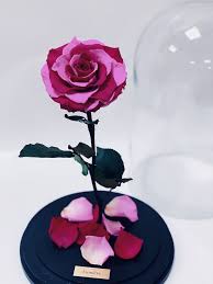 Maybe you would like to learn more about one of these? Fleurs Lumiere Fleurslumieremcallen Profile Pinterest