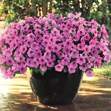 These products find application in an array of industries. Easy Wave Pink Passion Petunia Seeds Park Seed