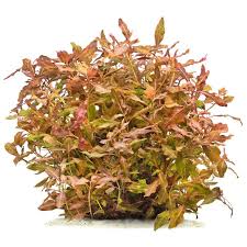 Image result for Hygrophila cataractae