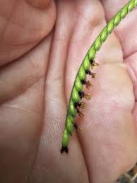 Image result for Urochloa eminii