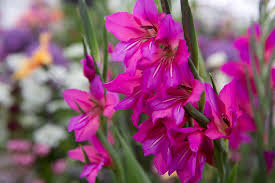 Image result for Gladiolus zambesiacus