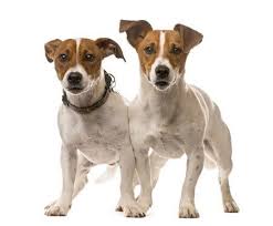 Check out all our dog breed profiles to learn more about each breed's stats. Terrier Dogs Types How To Look After Terriers Paws Plus One