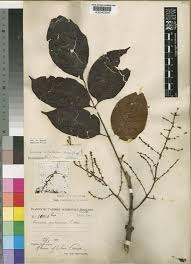 Image result for Lannea welwitschii