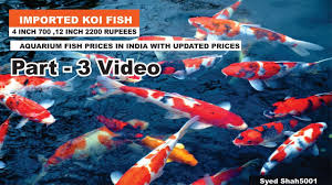 Aquarium Fish Prices In India With Names 2018 Part 3