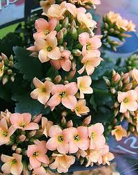 Image result for Kalanchoe latisepala