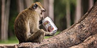 Drunken Monkeys A Scientific Explanation For Our Drinking Wine Drinks Wine Down Wine Auctions