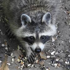 • leave lights on the in raccoon's living area. Jeff Vandermeer Su Twitter Pregnant Raccoon Out Early Eating Some Fallen Birdseed The Doves Are Such Messy Eaters Thanks For Being Tolerant Of Daytime Raccoons They Re Just Doing Extra Foraging Right Now