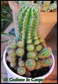 Estos cactus de hasta 18 metros de alto que son un símbolo de los desiertos del oeste estadounidense crecen muy lentamente. El Cuaderno De Campo Como Reproducir Un Cactus O Planta Suculenta Por Hijuelos O Hijos