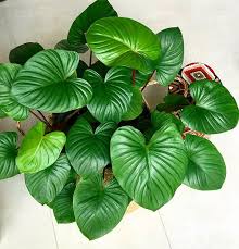 Pin By Autumn On Caladium Keladi In 2020 Rare Plants House Plants Plant Leaves