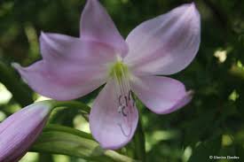 Image result for Crinum moorei
