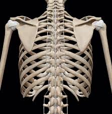 There are multiple ligaments that articulate with the bones of the back and work to prevent excessive movements and strengthen the joints. 3d Skeletal System Bones Of The Thoracic Cage