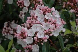 Maybe you would like to learn more about one of these? Elf Mountain Laurel Kalmia Latifolia Elf In Burlington Waterdown Dundas Ontario Ontario On At Connon Nurseries