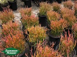 Euphorbia tirucalli 'sticks on fire' has vertical stems and loose branching. Euphorbia Tirucalli Sticks On Fire Evergreen Nursery
