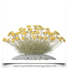 Image result for Helichrysum lineare