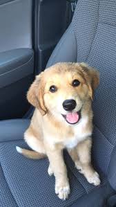 We did not find results for: Listen Buddy On Twitter German Shepherd Golden Retriever Australian Shepherd Mix