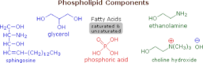 Image result for Fatty Acid