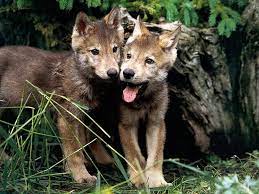Pictures Of Pups Yellowstone Wolf Pups Low Survival Rate Linked To Canine Distemper Baby Wolves Wolf Pup Wolf Photos