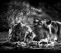 Hippo Nature Photographer Heinrich Van Den Berg From Johannesburg Travelled To The Ultimate Nature Spots In N Animals Black And White Wildlife Photos Animals