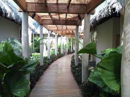 Image result for Oldenlandia verrucitesta