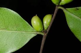 Image result for Diospyros abyssinica