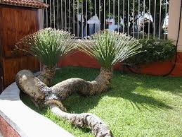 Plantes Grasses Recherche Google Fuerteventura Tenerife Plante Grasse Exterieur