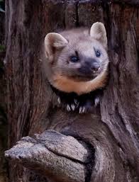 Pine Marten Martin Animal Cute Animals Cute Funny Animals