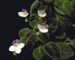 Image result for Saintpauliopsis