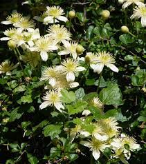 Pipestem clematis, pipestems, chaparral clematis. Clematis Lasiantha Pipestem Clematis