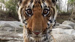 It is an apex predator, primarily preying on ungulates such as deer and wild boar. Tierwelt Live Geheime Welt Der Tiger 1