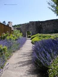 Lavender At Blankenburg Harz Mountains Germany