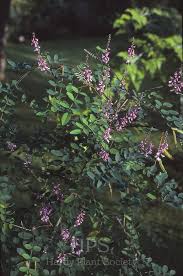 Image result for Indigofera hedyantha