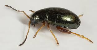 Image result for Hionanthera