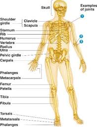 How does the human body work? Fourth Grade Lesson The Skeletal System Betterlesson