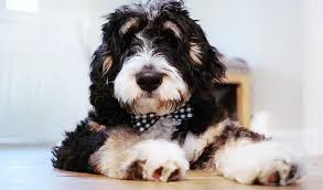 Check spelling or type a new query. What Is An Australian Bernedoodle How Are They Different