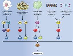 Check spelling or type a new query. Frontiers Senescence And Apoptosis Architects Of Mammalian Development Cell And Developmental Biology