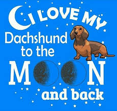 Tootsie pups akc mini dachshunds nashville. 160 Darling Doxies Ideas In 2021 Weiner Dog Wiener Dog Dachshund Love