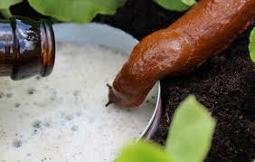 These little pests, along with their dangerous cousins the garden slug, can be the root of many problems. How To Naturally Keep Snails Slugs Out Of Your Garden No Commercial Products
