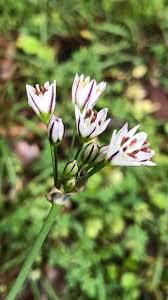 Image result for Nothoscordum borbonicum