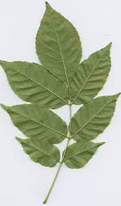 Botanically, pinnation is an arrangement of discrete structures (such as leaflets, veins, lobes, branches, or appendages) arising at multiple points along a common axis. Odd Pinnately Compound Leaf Trees To Plant Plants Wild Plants