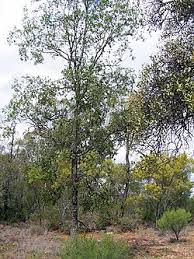 Image result for Surianaceae