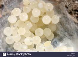Extreme Close Up D Oeufs D Araignee A Partir D Un Cocon Ouvert Probablement D Une Maison D Araignees Tegenaria Domestica Ou Atrica Photo Stock Alamy