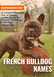 Frenchies were the result in the 1800s of a cross between they require patience, repetition and early socialization. 180 French Bulldog Names Cool Names For Male Female Frenchies