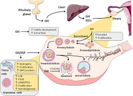 It is a type of mitogen which is. Frontiers Growth Hormone And Insulin Like Growth Factor Action In Reproductive Tissues Endocrinology