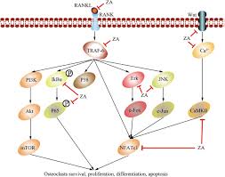 This drug is given as an intravenous (iv) injection, usually either once every 3 or 4 weeks, or once every 12 weeks. Various Pathways Of Zoledronic Acid Against Osteoclasts And Bone Cancer Metastasis A Brief Review Bmc Cancer Full Text