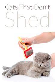 Cats That Don T Shed Cats That Dont Shed Cats Cat Shedding