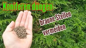 Ein überblick sowie tipps zur. Koniferen Richtig Dungen Und Braune Stellen In Der Hecke Vermeiden Youtube