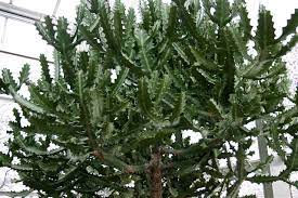So whilst a cacti might not survive for example outdoors in alaska over winter, if its well established in a dry sheltered spot, it will probably manage. Caring For Dragon Bone Plants Learn How To Grow Dragon Bones Plants Euphorbia Euphorbia Plant