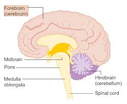 Image result for Cerebral Subcortex