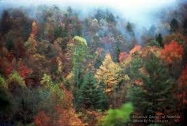 Resultado de imagen para bosques templados flora y fauna